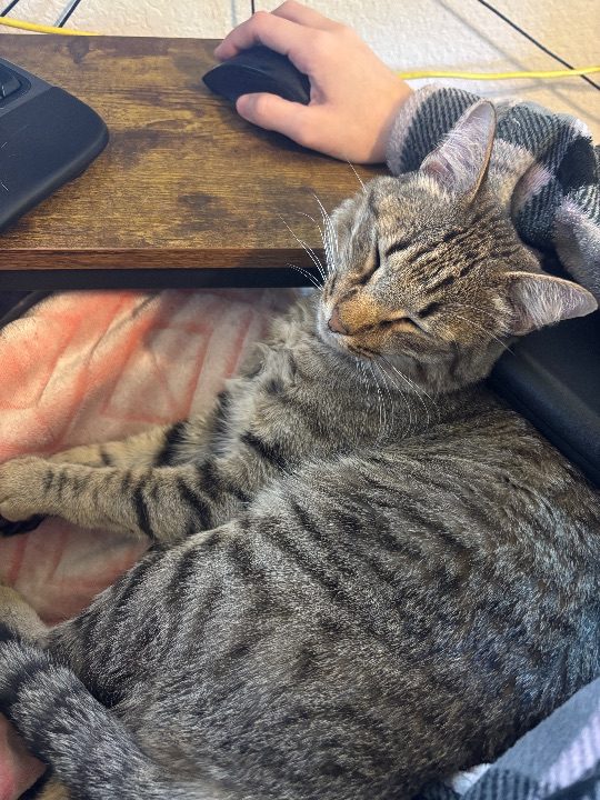 Skurge, lost cat, Domestic Short Hair