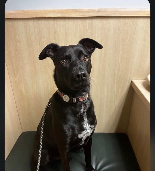 Dude, lost dog, Labrador Pitbull Mix