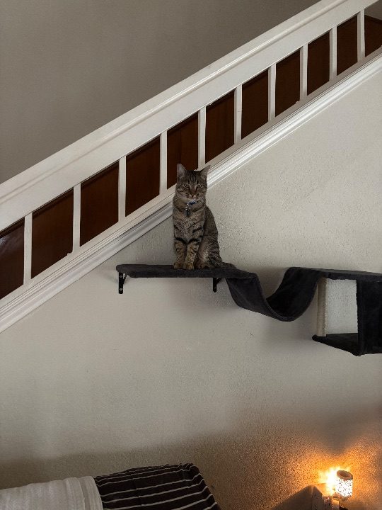 Skurge, lost cat, Domestic Short Hair