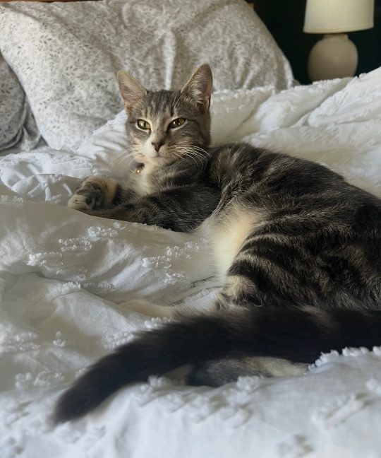 Millie, lost cat, Domestic short hair tabby