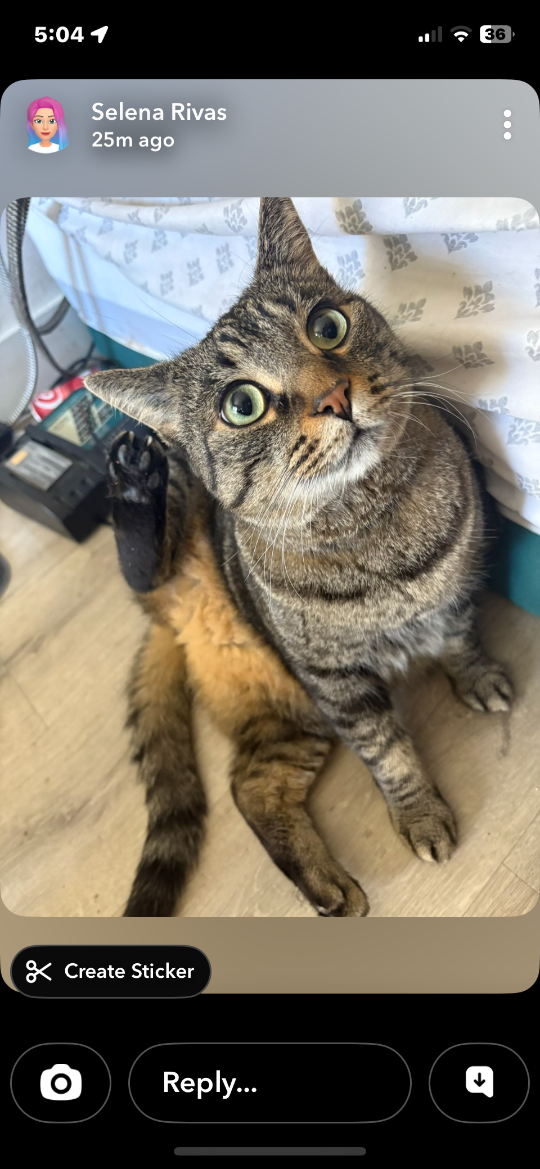 Tiger, lost cat, Tabby