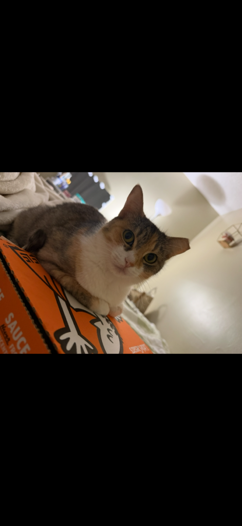 Kitty, lost cat, Calico Short hair