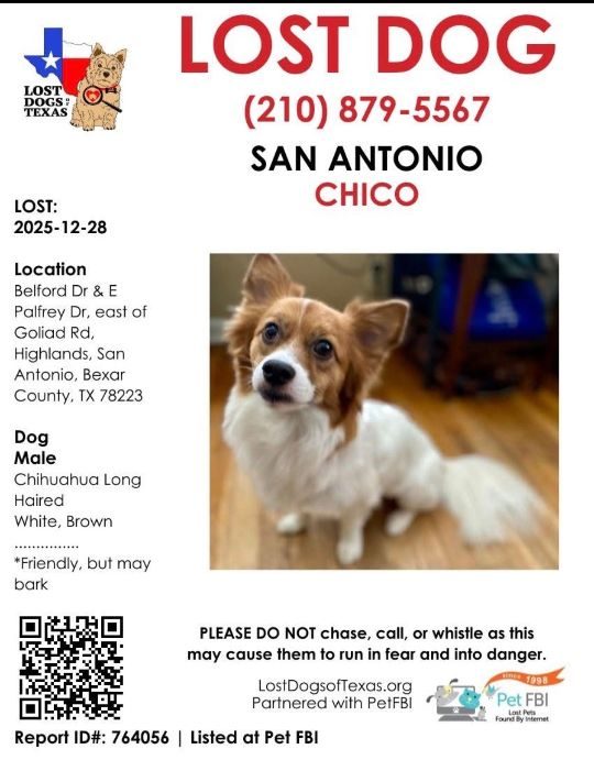 Chico, lost dog, Long hair chihuahua mix
