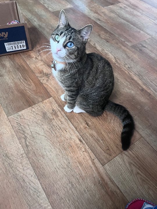 Sherzy, lost cat, Tabby