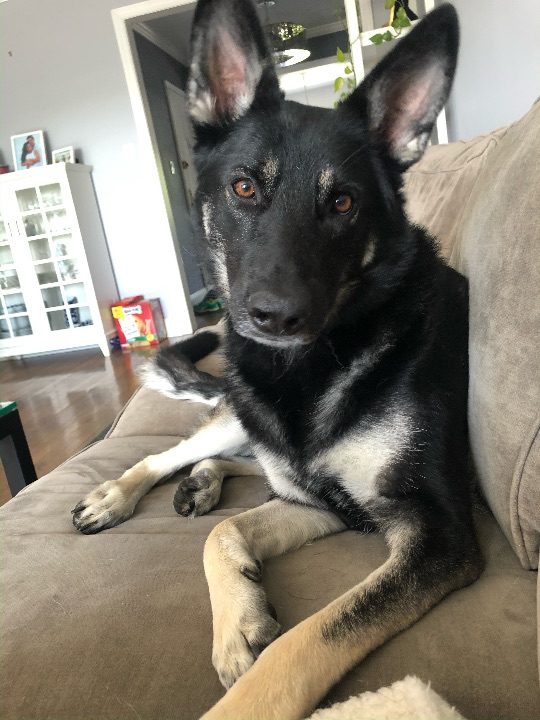 Lola, lost dog, German shepherd