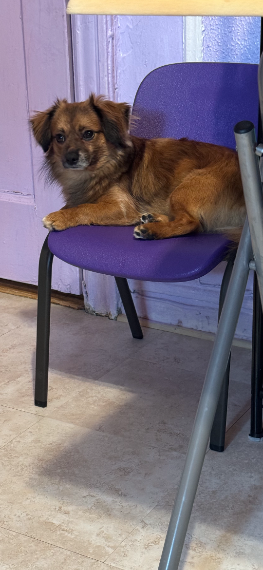 Simba, lost dog, Pomeranian and dachshund