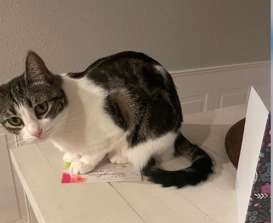 Layla, lost cat, Domestic shorthair