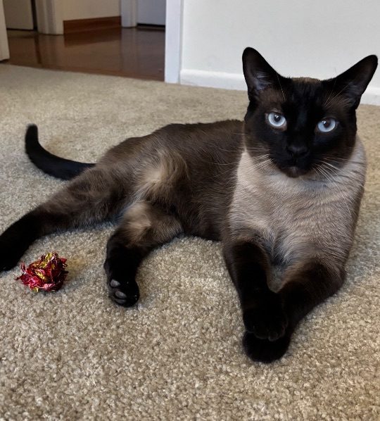 Tuff, lost cat, Short Hair
