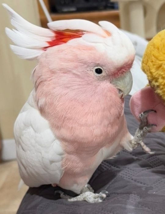 Mochi, lost bird, Major Mitchell Cockatoo