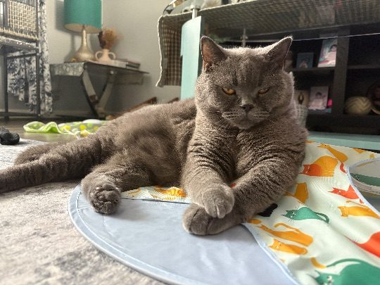 Otis, lost cat, British Shorthair