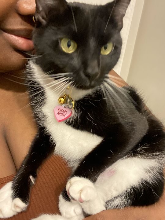 Soma, lost cat, Domestic shorthair