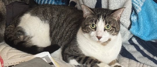Lina, lost cat, Shorthair