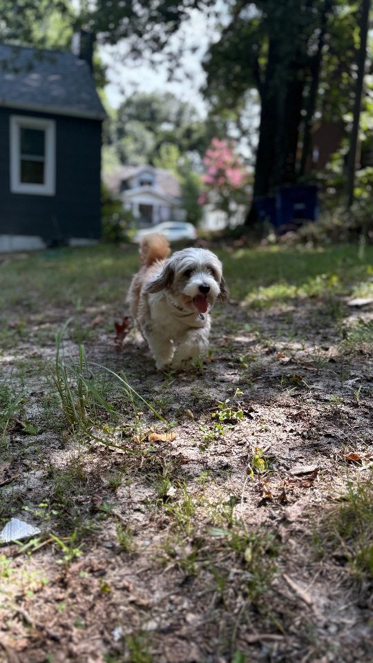 Miloh, lost dog, Havanese
