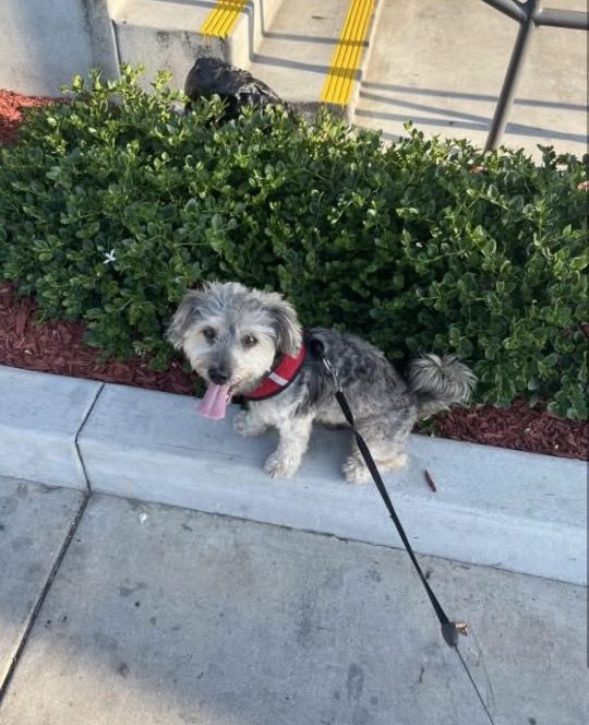 Rucka, lost dog, Yorkie Poodle