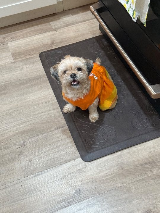Nova, lost dog, Shitzu / poodle