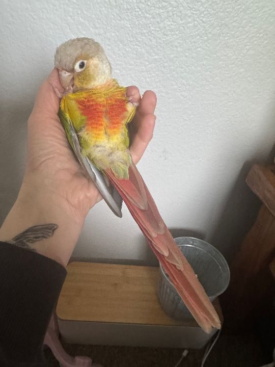 Melly, lost bird, Green cheek conure