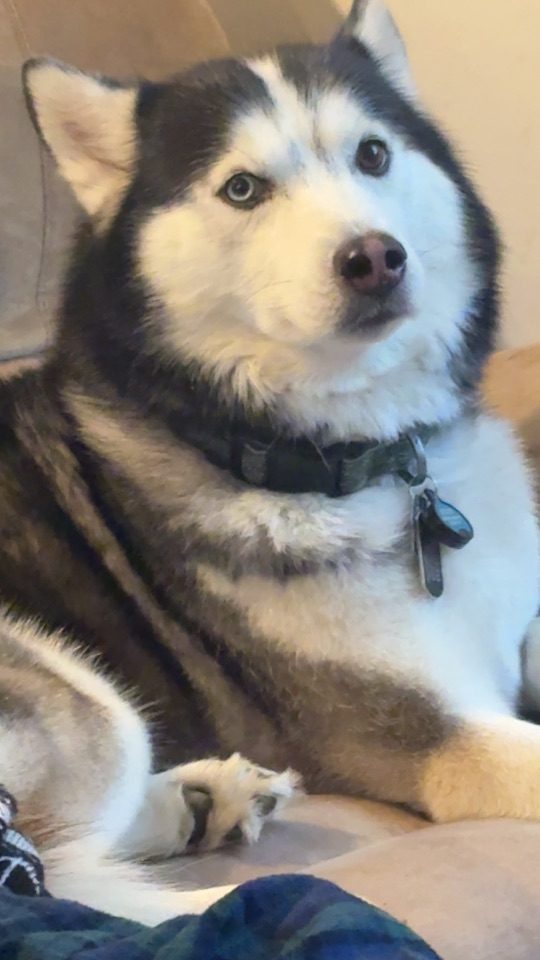 Stiletto, lost dog, Husky