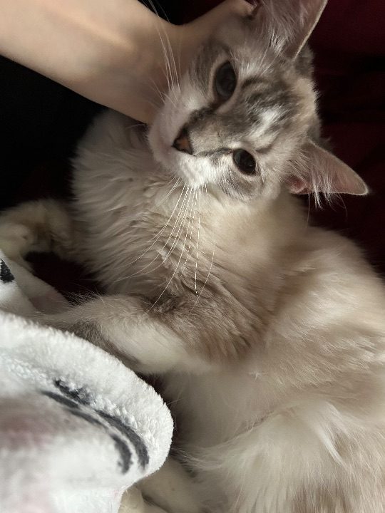 Yvaine, lost cat, Unknown