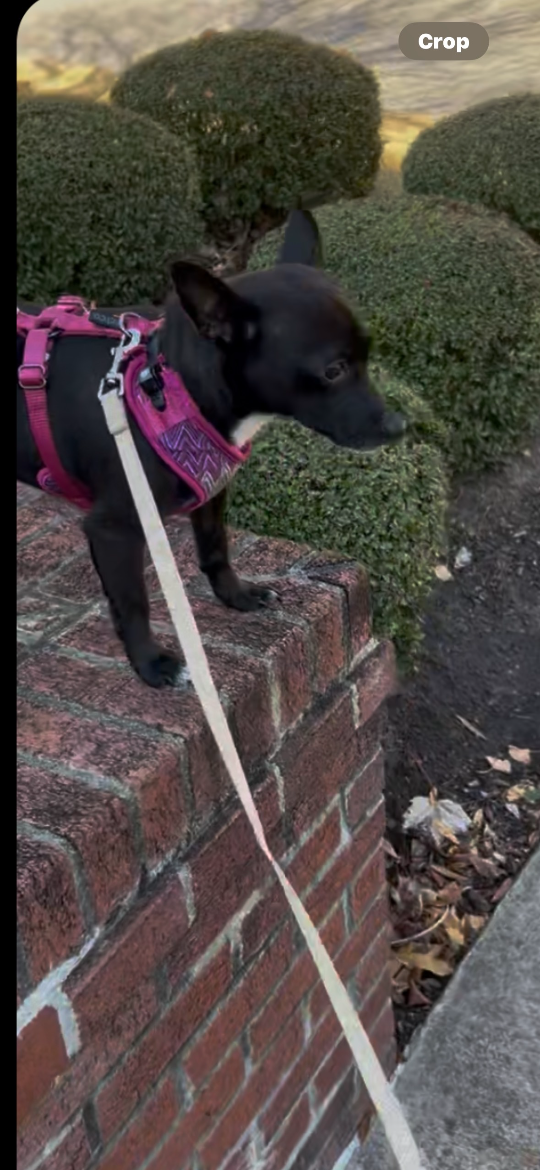 Angel, lost dog, Chihuahua Mix