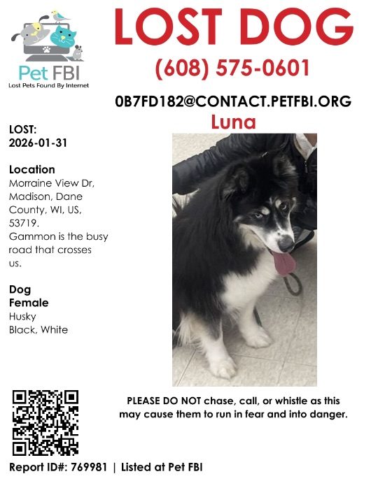 Luna, lost dog, Siberian Husky mix