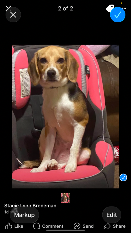 Rosie, lost dog, Beagle