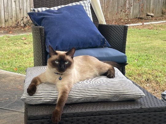 Juno, lost cat, Siamese