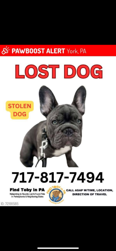 Smokey, lost dog, French bulldog
