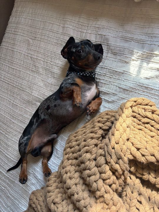 Jam, lost dog, Dachshund