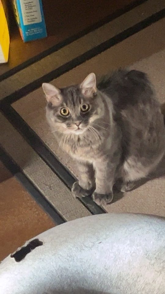 Optimus Prime/ Mr Bean, lost cat, Domestic Longhair