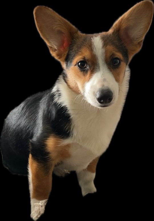 Trudy, lost dog, Corgi
