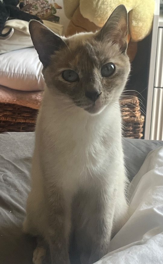Marcy, lost cat, domestic shorthair