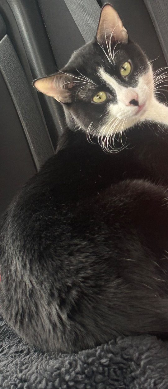 Oreo, lost cat, Tuxedo Cat Short Hair