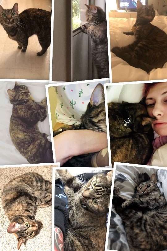 Honeybee, lost cat, Tabby