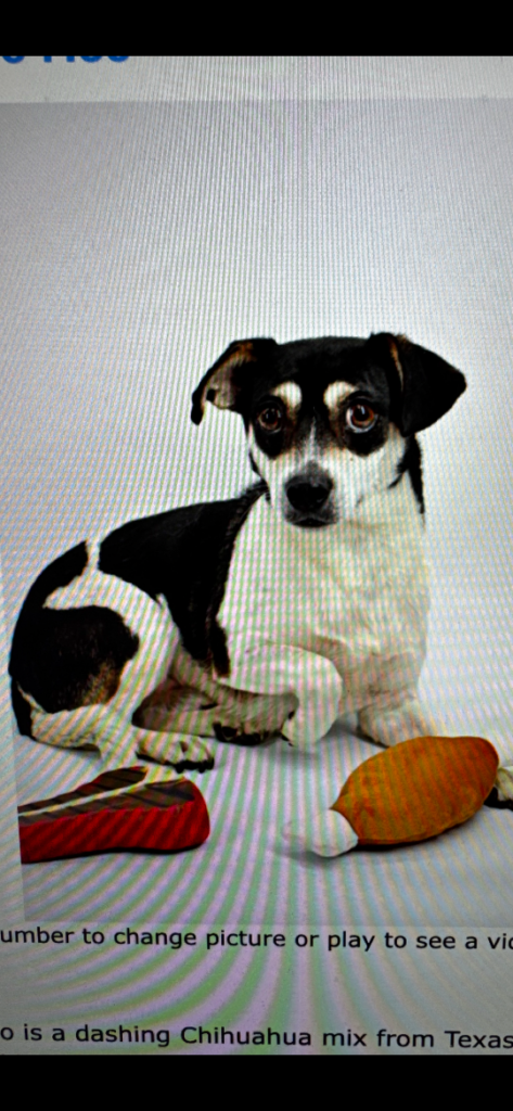 Juni, lost dog, Chihuahua/Beagle Mix