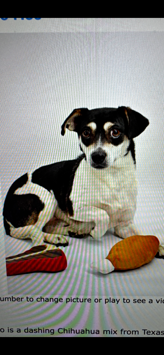 Juni, lost dog, Chihuahua/Beagle Mix