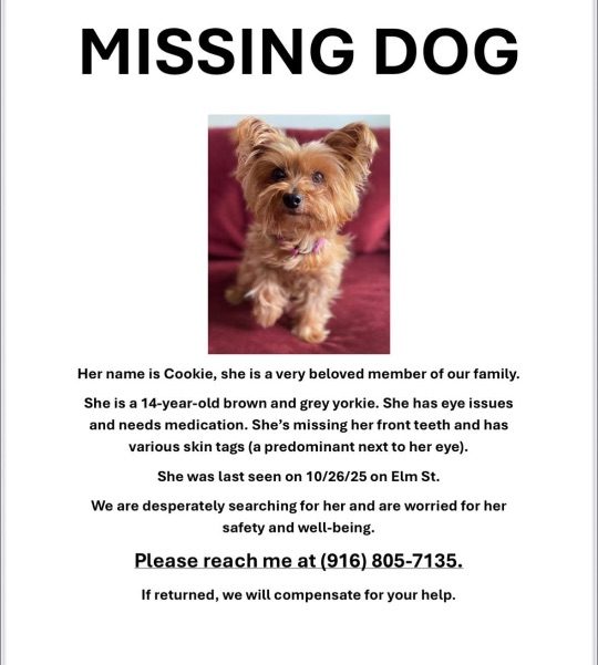 Cookie, lost dog, Yorkie