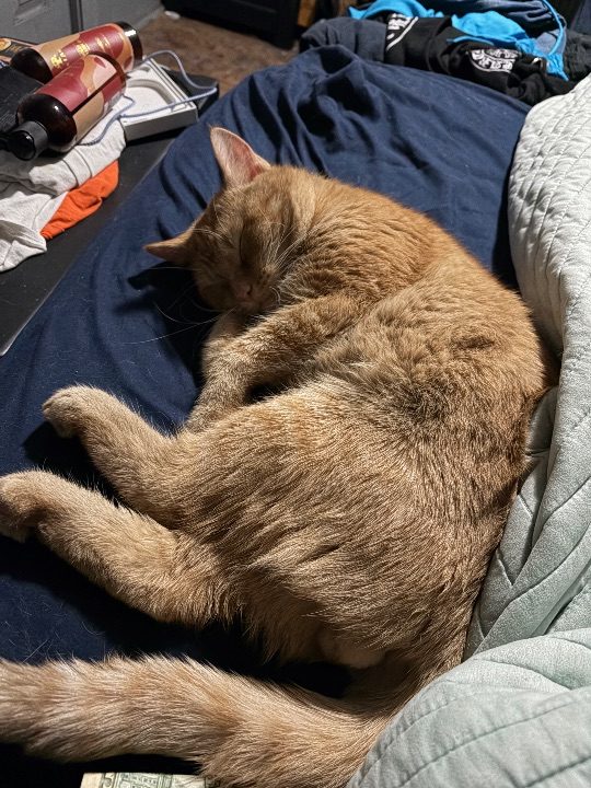 Morris, lost cat, Orange cat