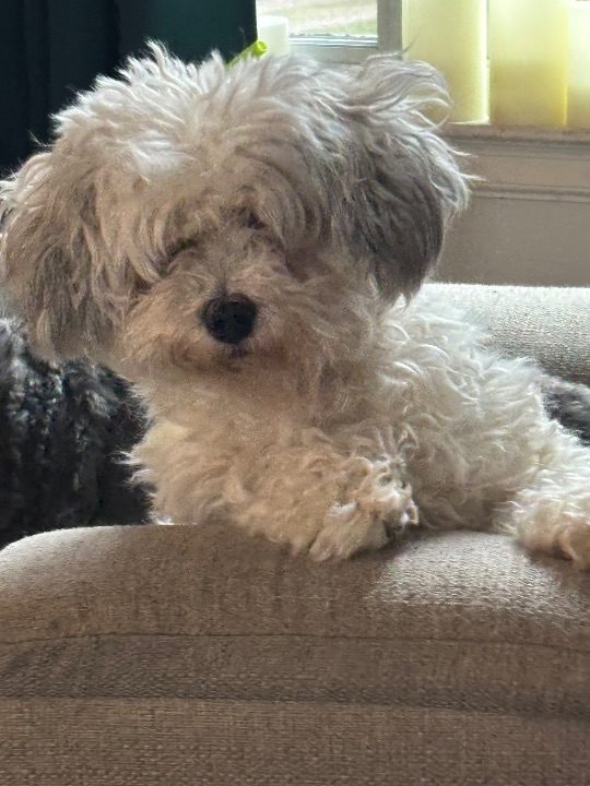 Ivy, lost dog, Mixed