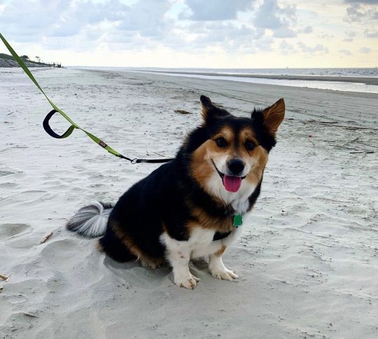 Shiloh, lost dog, Border collie/Corgi