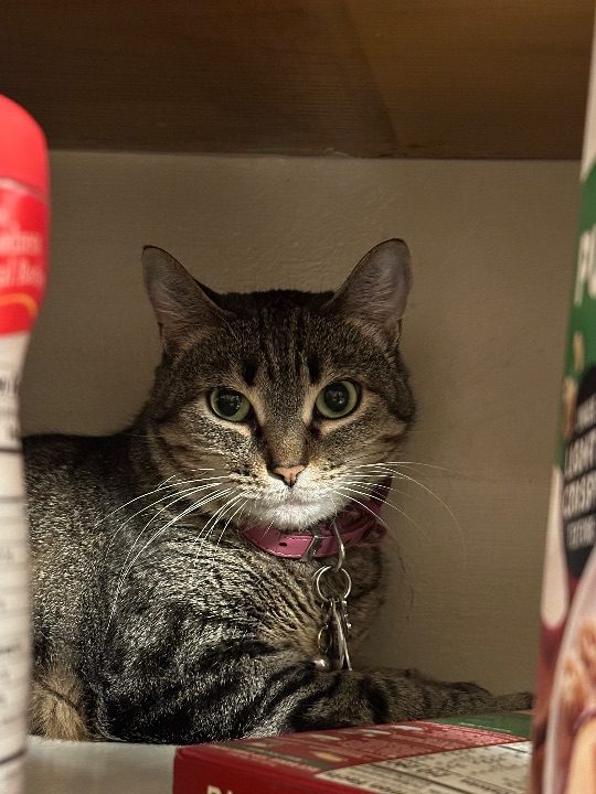 Maci, lost cat, American short hair