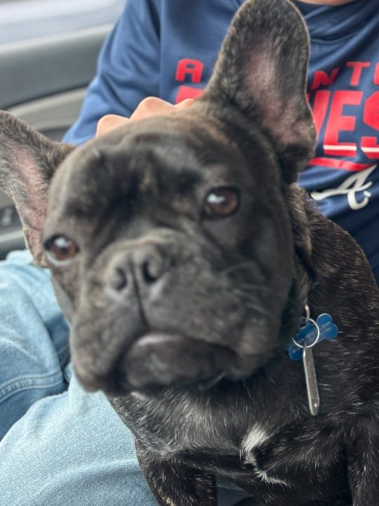 Rocky, lost dog, French Bulldog