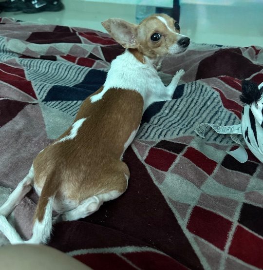 Vica, lost dog, Chihuahua