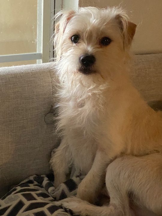 Roscoe, lost dog, Terrier Mix