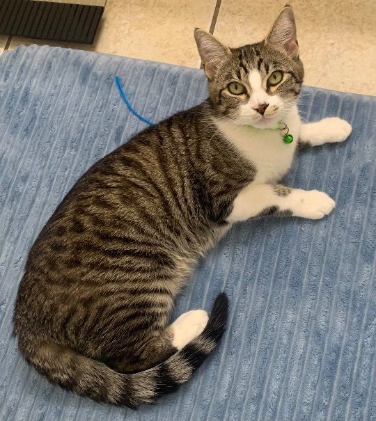 Amber, lost cat, Tabby