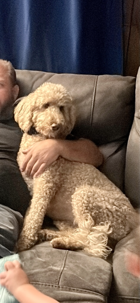 Moll, lost dog, Irish doodle
