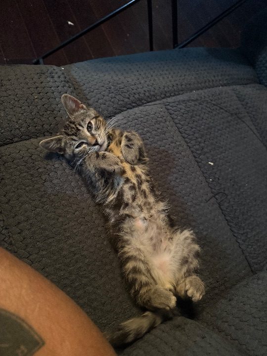 Rocky, lost cat, Tabby