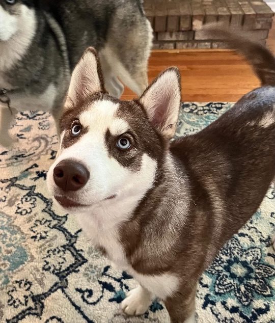 Aria, lost dog, Husky