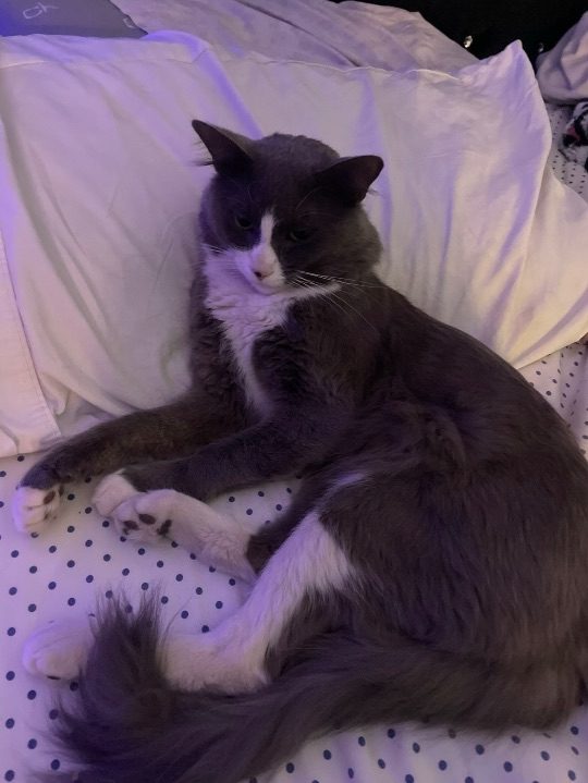 Lucas, lost cat, Cat