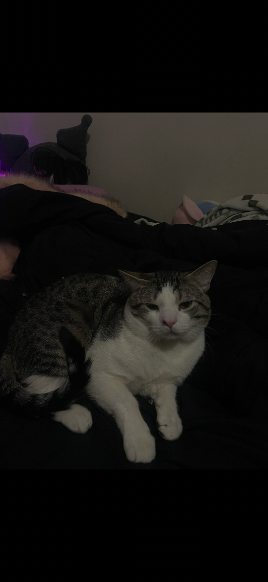 Nova, lost cat, Short hair