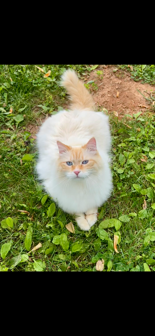 Leo, lost cat, Siberian
